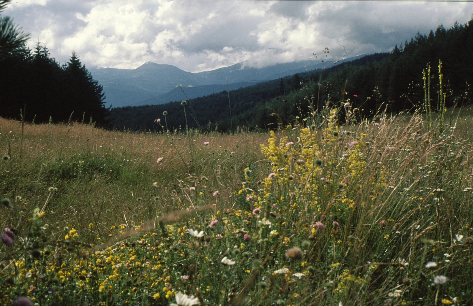 květinová louka